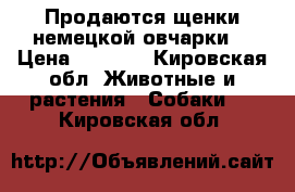 Продаются щенки немецкой овчарки. › Цена ­ 5 000 - Кировская обл. Животные и растения » Собаки   . Кировская обл.